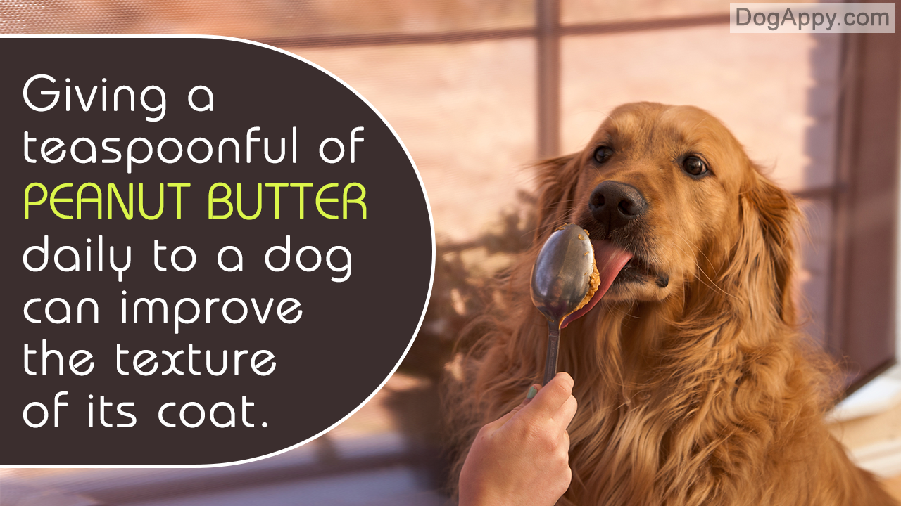 Is Giving Peanut Butter to Your Dog a Good Idea?