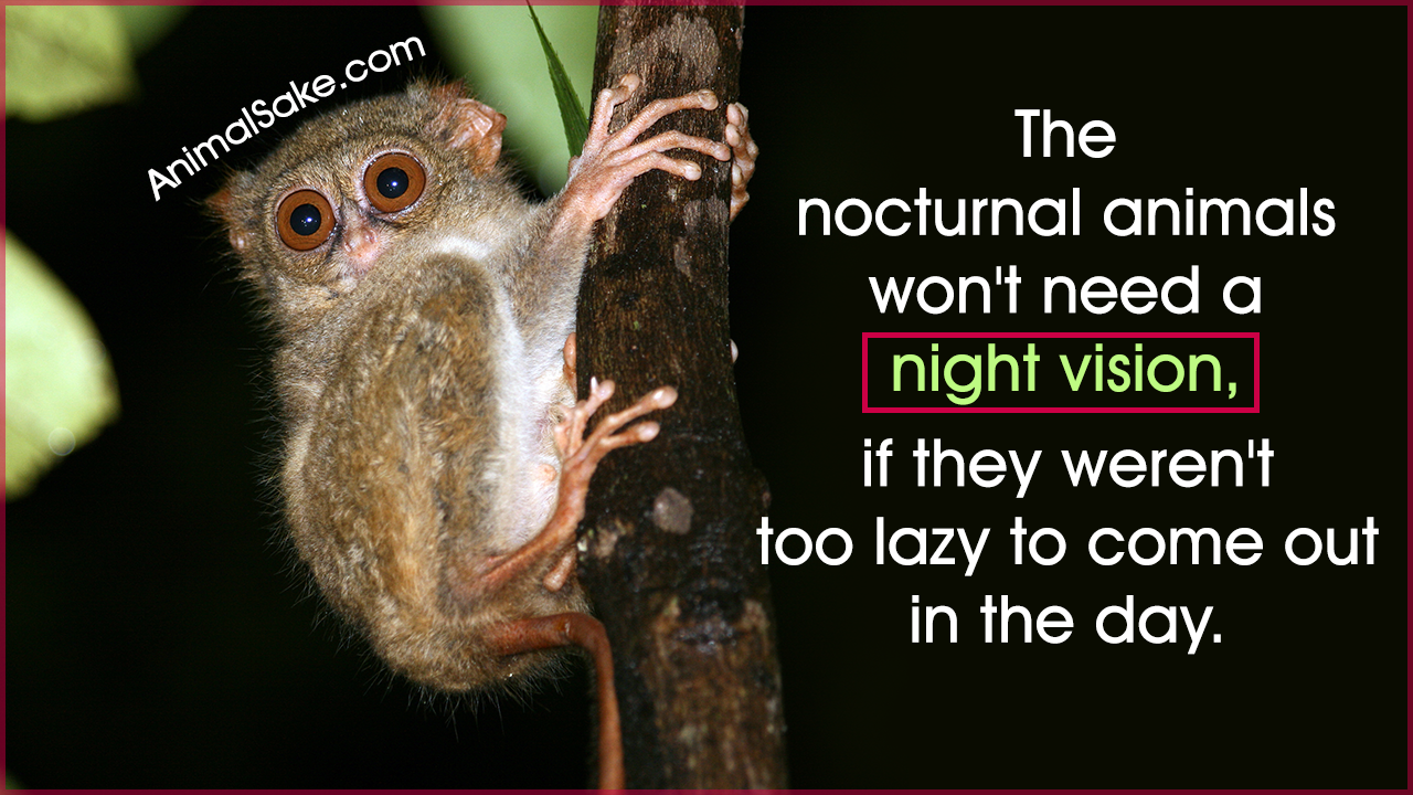 Facts About Nocturnal Animals That'll Keep You Awake at Night - Animal Sake