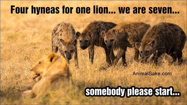 Hyenas and lion