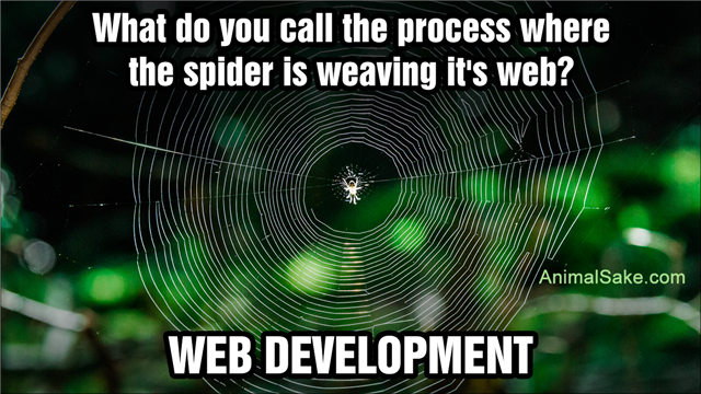 Spiderweb Or Cobweb