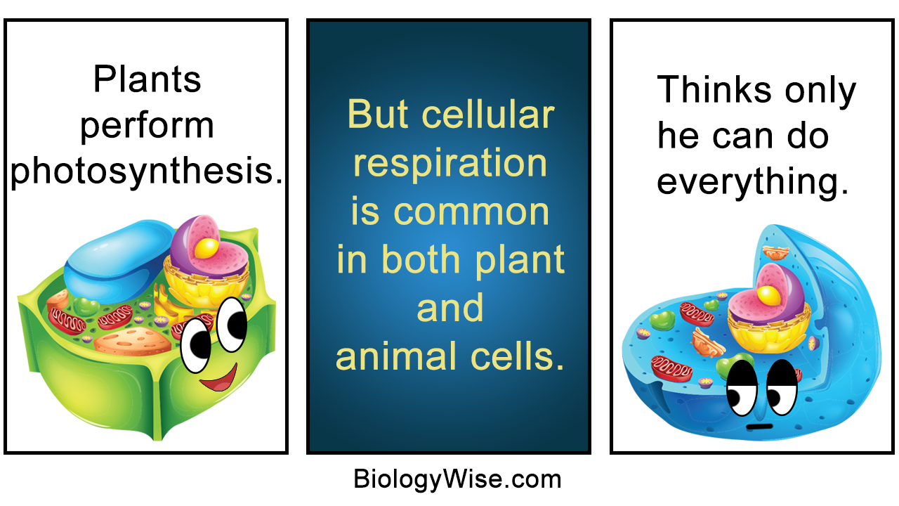 Similarities Between Plant and Animal Cells - Biology Wise