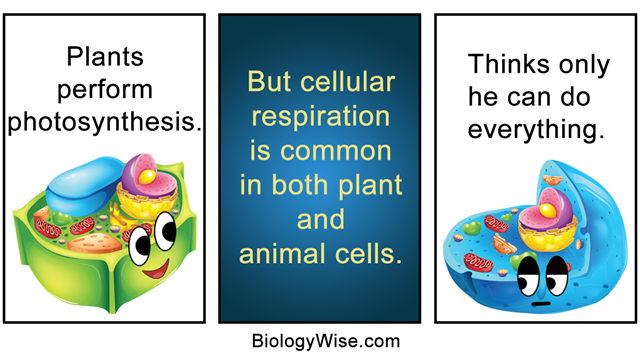 Animal And Plant Cells