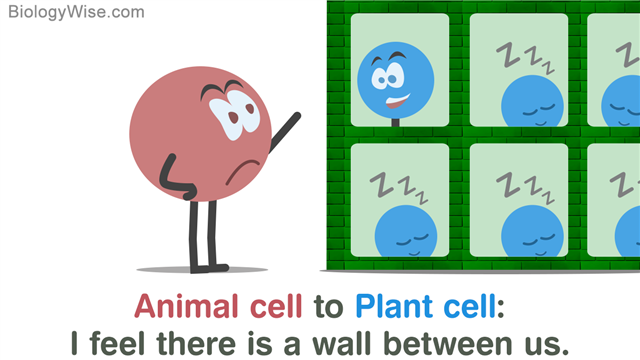 Plant cell vs animal cell