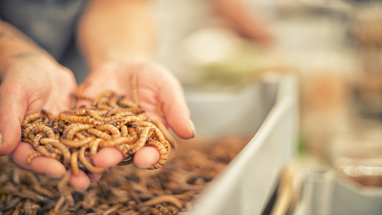 Mealworm Care