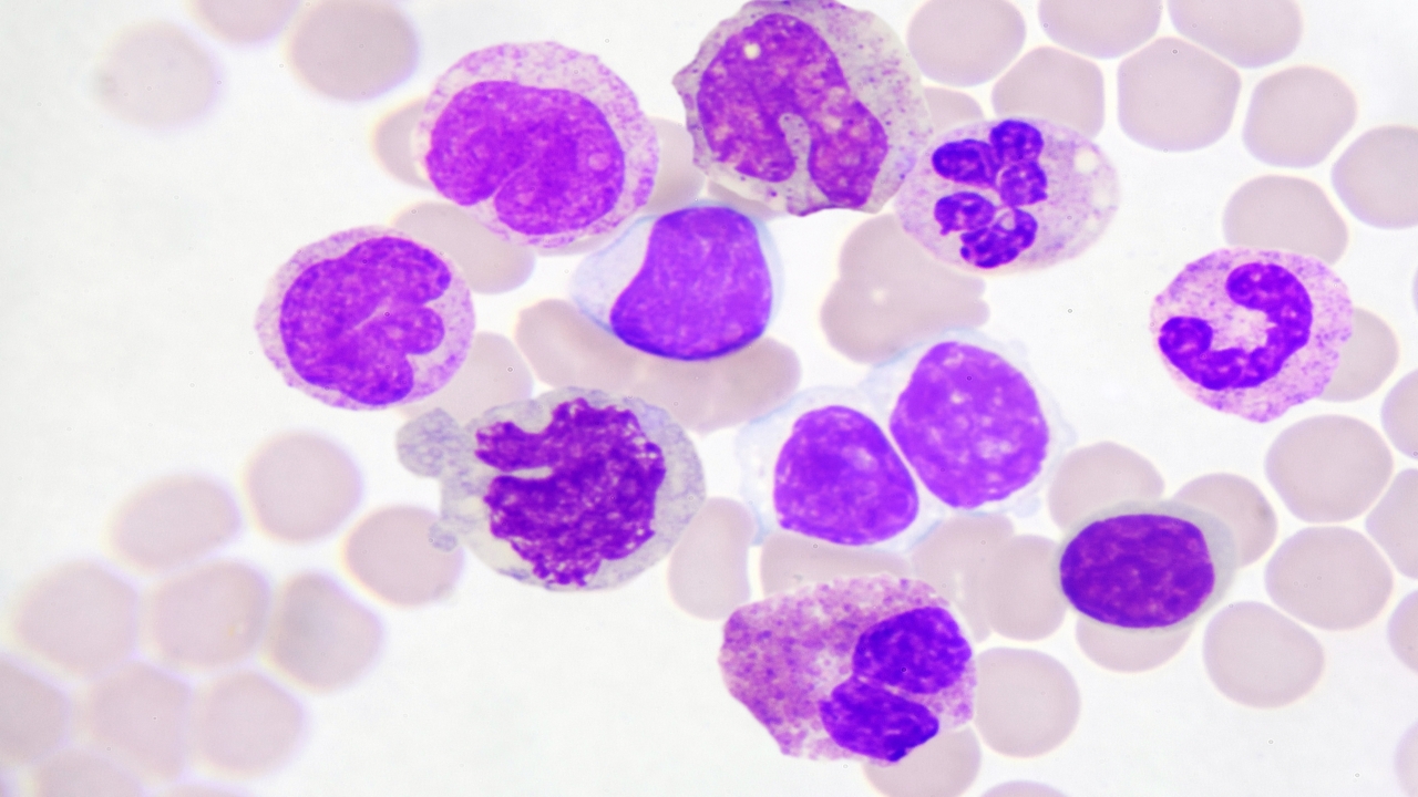 What are Neutrophil Granulocytes?