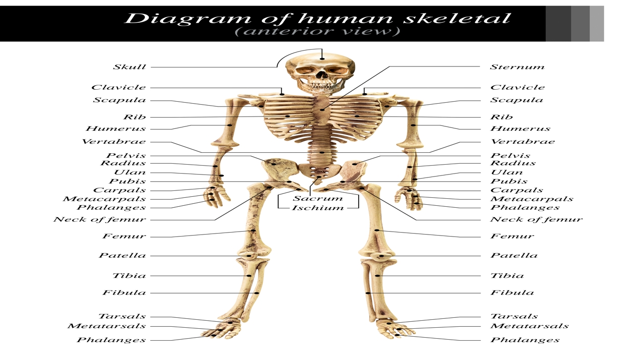 Labeled Skeletal System Diagram