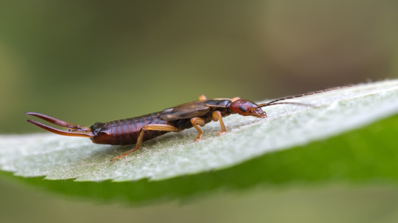 What are Earwigs?