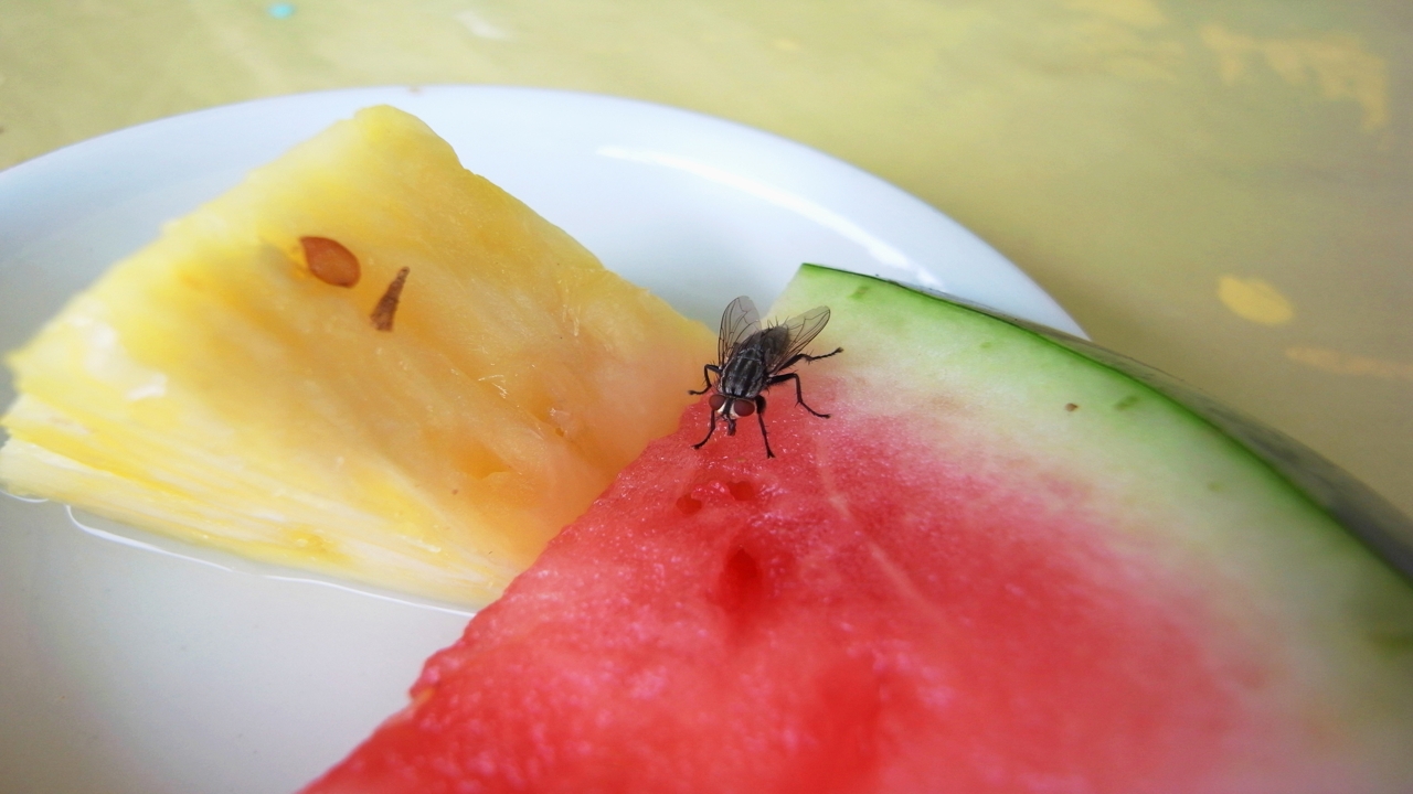 Ways to Get Rid of Fruit Flies
