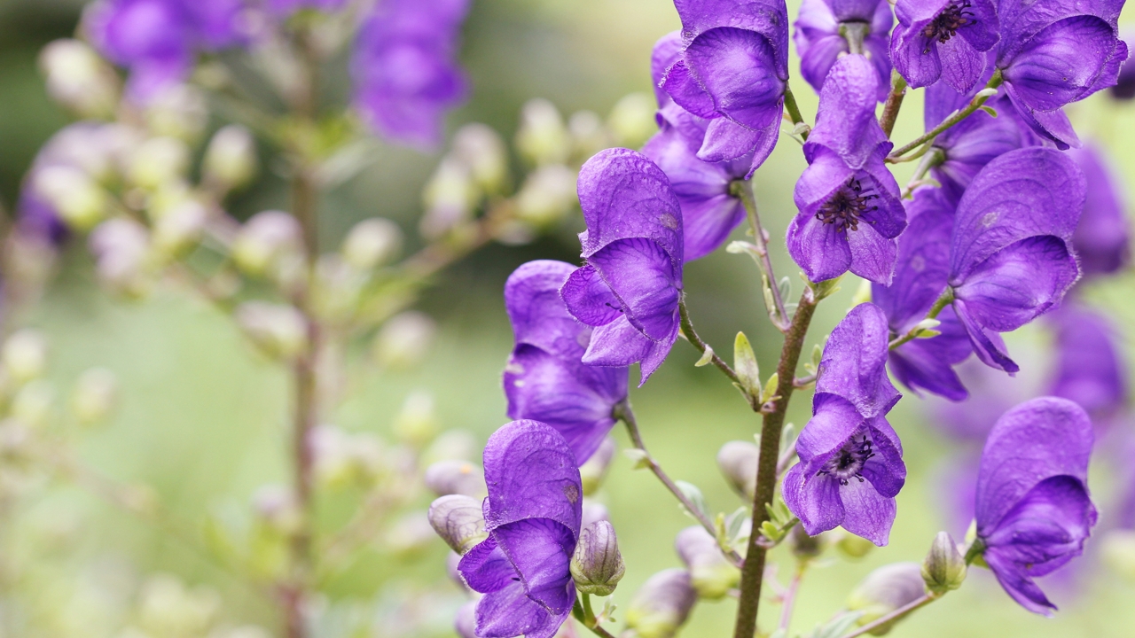 Aconite: Deadly Poison or Herbal Remedy?