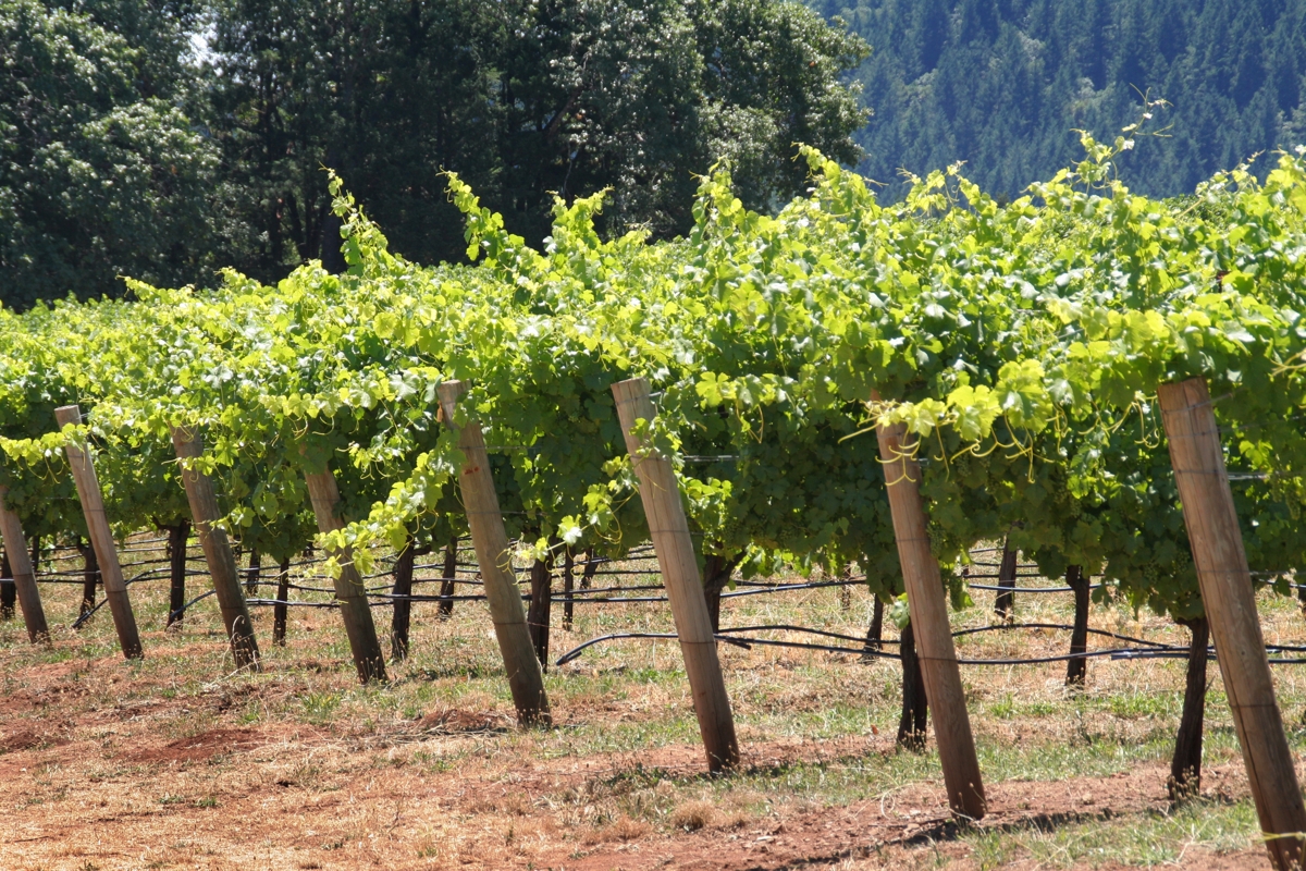 1200 182177962 grape vineyard trellis