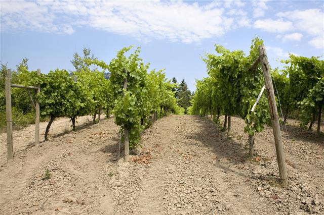 Vineyard in British Columbia Canada