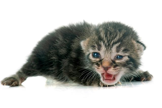 Tabby kitten
