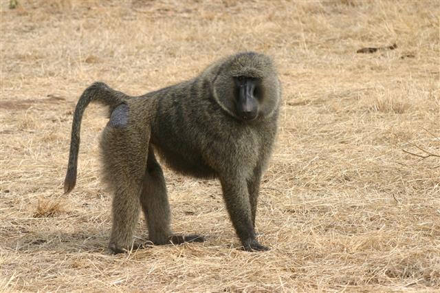 Baboon monkey
