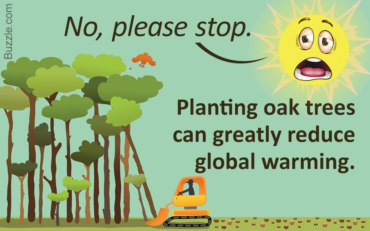 Facts About Oak Trees