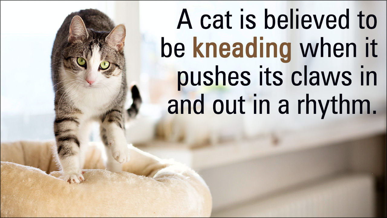 Kneading Behavior in Cats