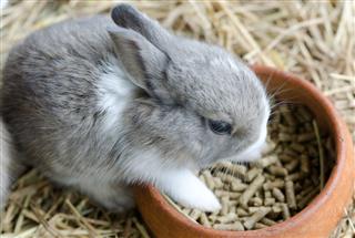 Gray rabbit on hayloft eating food