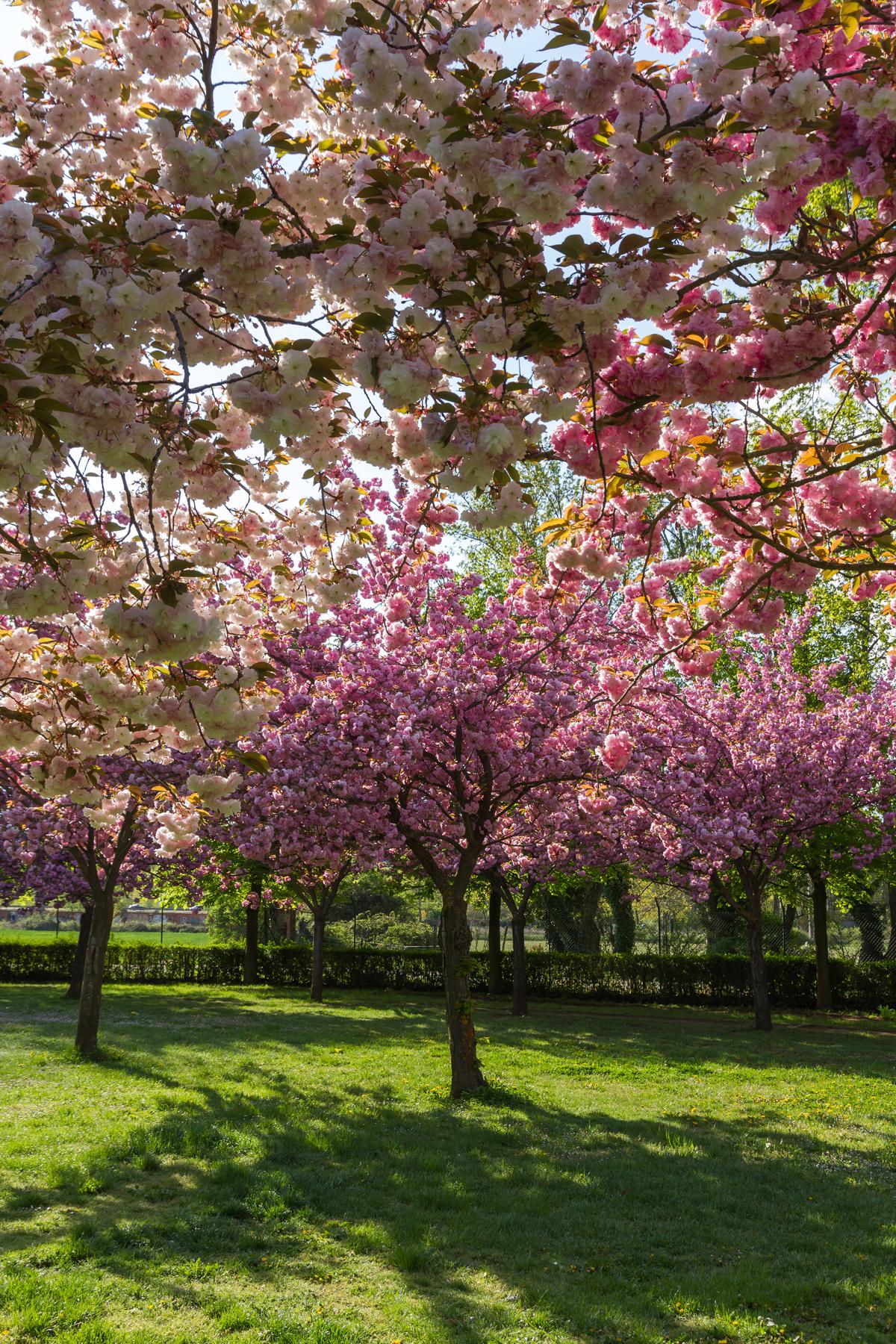 Types of Flowering Cherry Trees - Gardenerdy