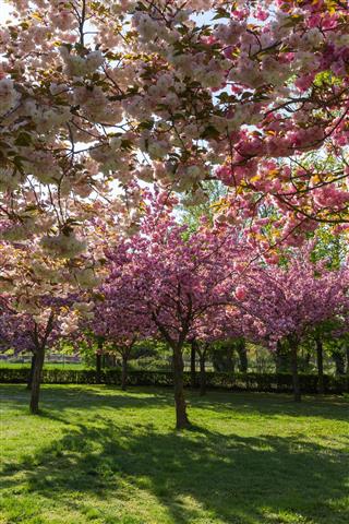 Trees with pink flowers in spring - Arboles con Flores