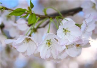 tenderness (cherry blossom)