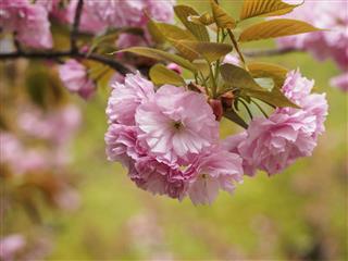 Spring flowers series, Kwanzan Cherry blossom