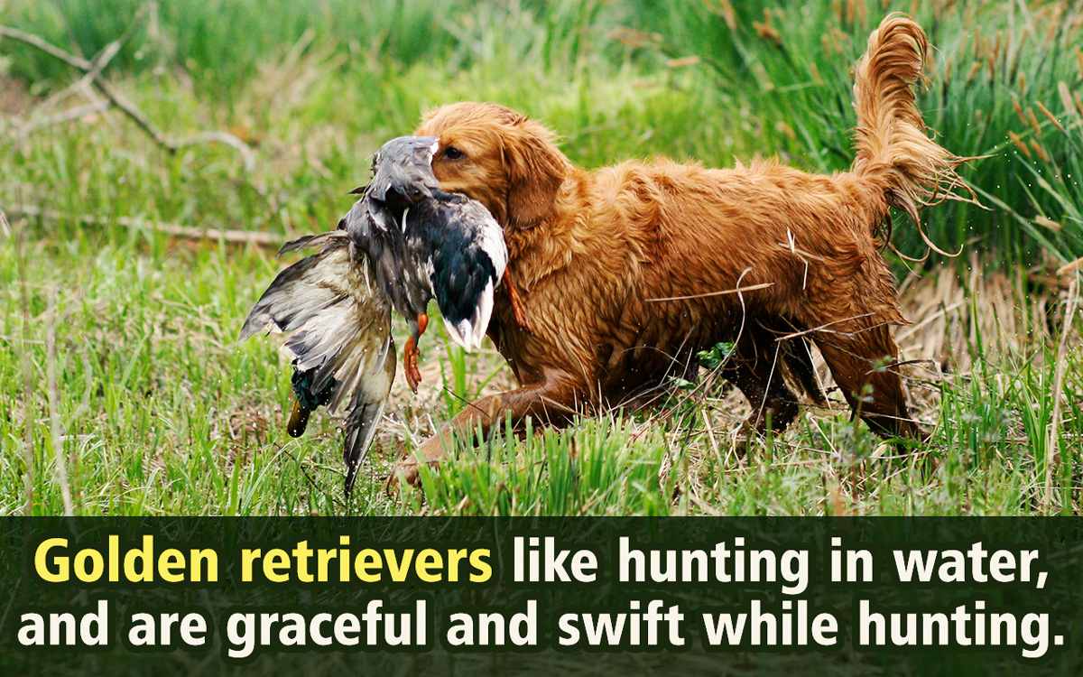Bird Hunting Dog Breeds