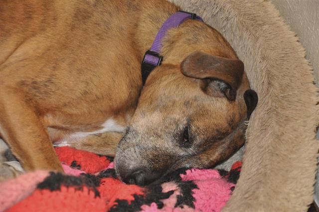 Boxer mixed breed dog sleeping