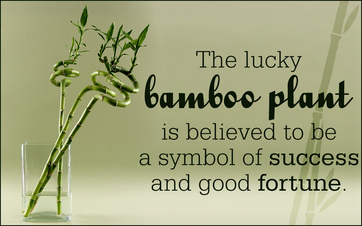 Care for Indoor Bamboo Plants