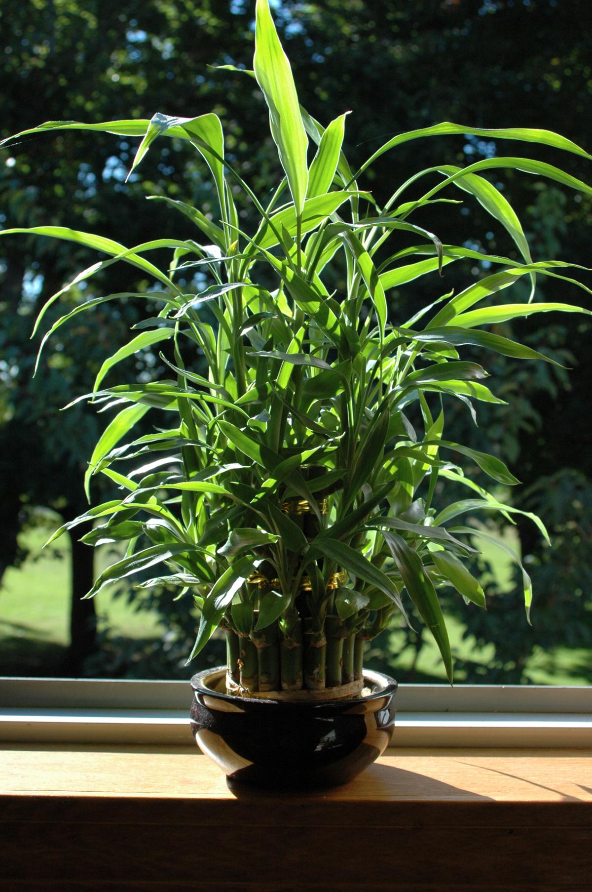 Treat Them Right Know How To Care For Indoor Bamboo Plants
