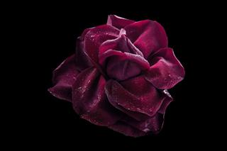 Dark red rose with water drop on the black background