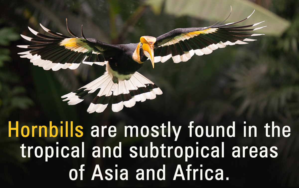 Birds of Tropical Rainforests