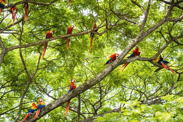Flock of scarlet macaws in the wild