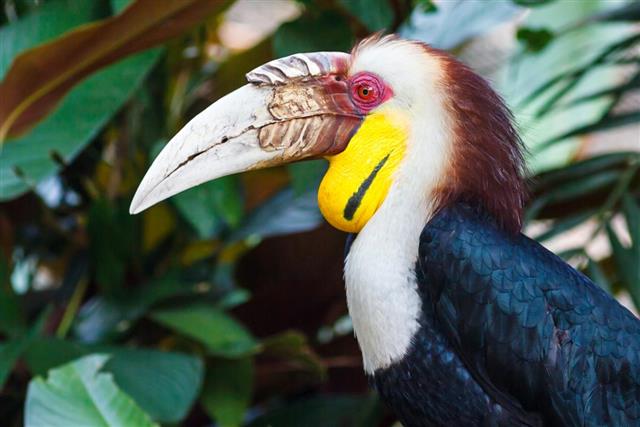Bar-pouched wreathed hornbill