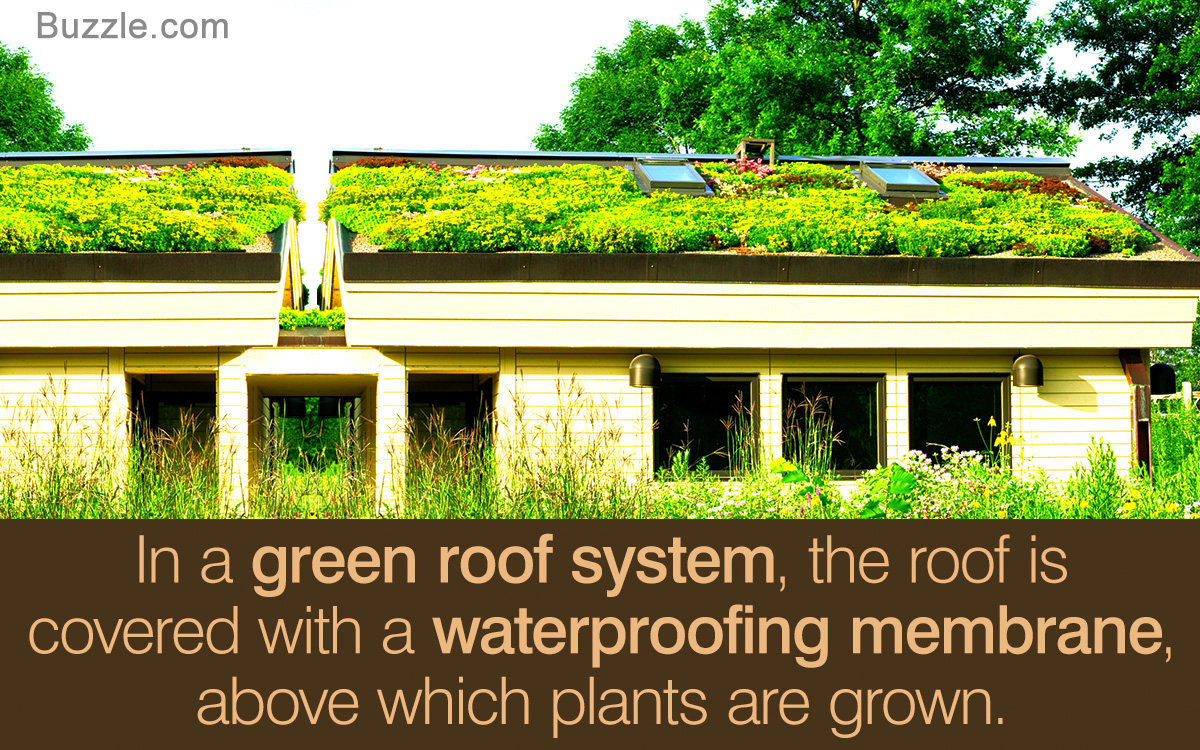 How to Build a Green Roof