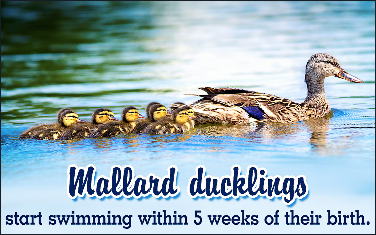 Raising Mallard Ducklings