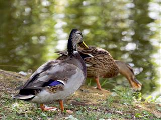 Pair of mallard ducks by the pond