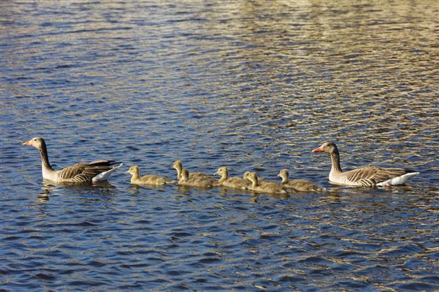 Swimming Duck Family