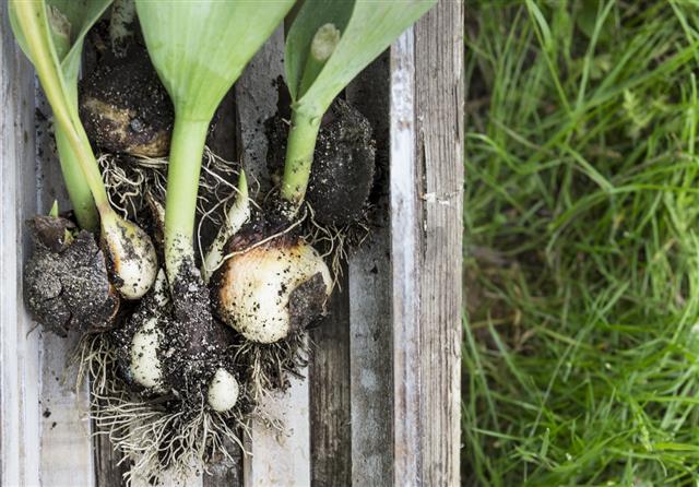Dug tulip bulbs in old wooden box on grass