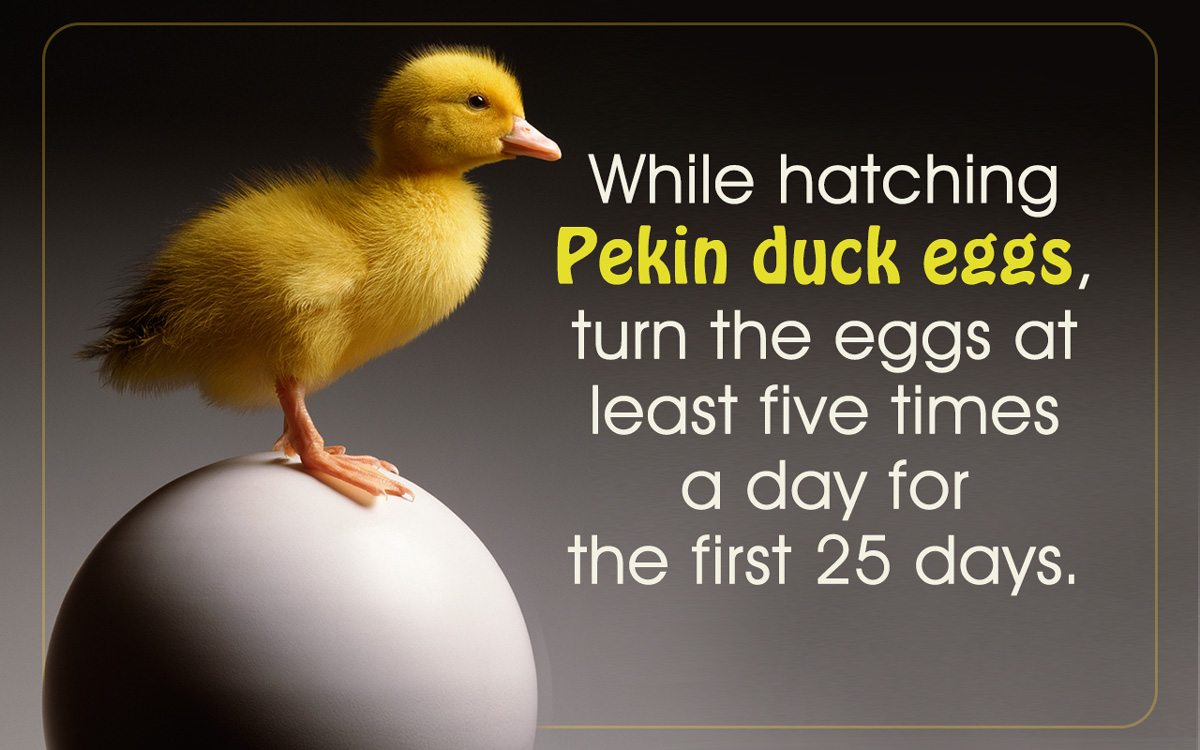 How to Hatch Duck Eggs