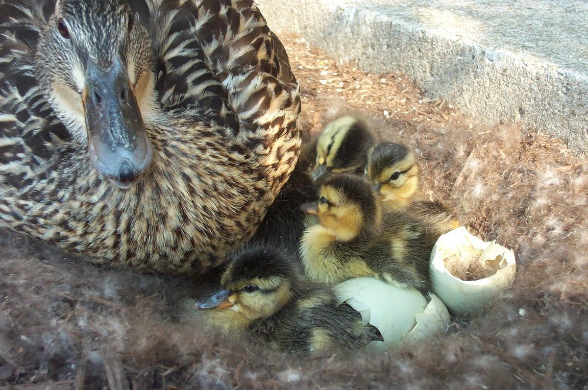 vasketøj Konkurrence etik We Outline the Complete Process of How to Hatch Duck Eggs - Bird Eden