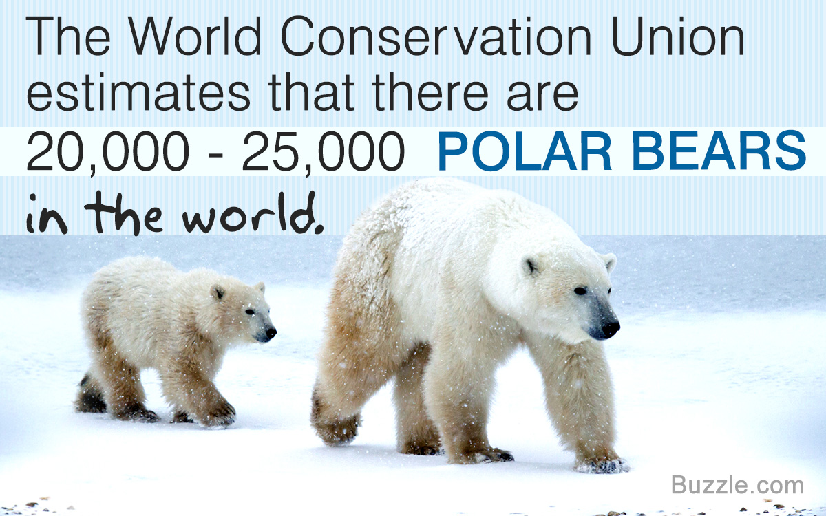 What do Polar Bears Eat
