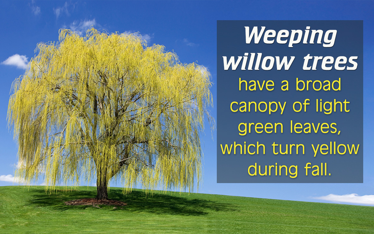 Types of Willow Trees