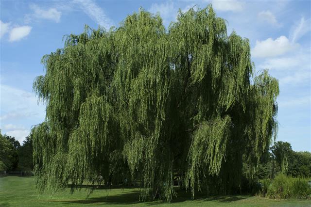 Weeping willow tree with blue sky