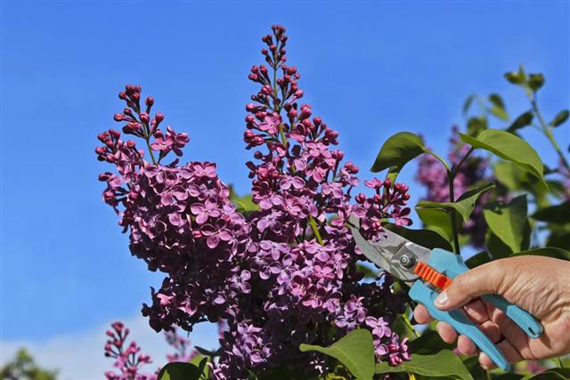 Cutting Flowers of Lilac