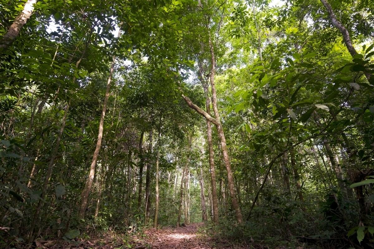rainforest canopy layer
