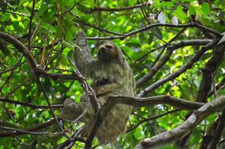 Sloth in rainforest