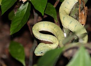 Snake in rainforest