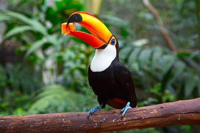 Colorful toucan