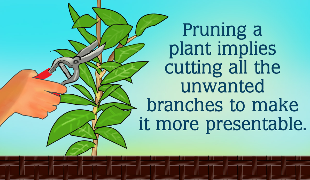 Pruning Rubber Plant