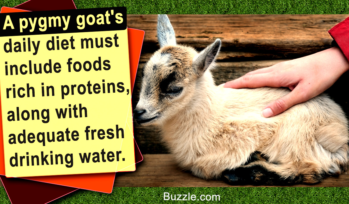 Pygmy Goat Care