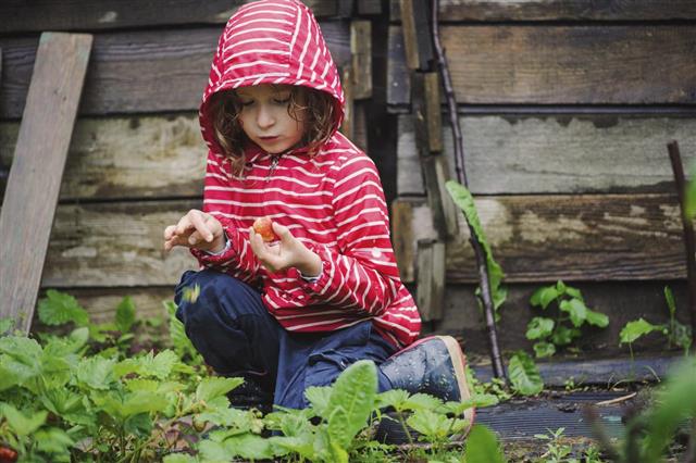 child girl picking fresh strawberries in rainy summer garden
